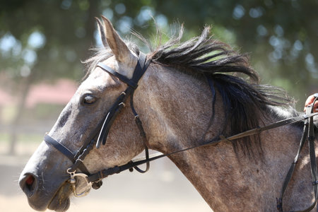 Portrait close up of showjumper horse at equestrian show jumping during competition event. Photo shot of a beautiful show jumper horse on natural backgroundの写真素材