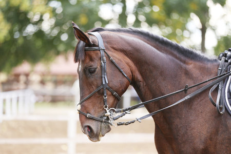 Portrait close up of showjumper horse at equestrian show jumping during competition event. Photo shot of a beautiful show jumper horse on natural backgroundの写真素材