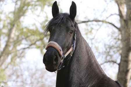 Extreme closeup portrait of a young domestic saddle horse on a rural animal farm. Equestrian...