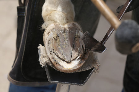Farrier fits the horseshoe on the horse's hoof. Equestrian life outdoors at animal farm. Blacksmith...