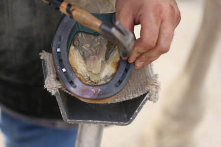 Farrier fits the horseshoe on the horse's hoof. Equestrian life outdoors at animal farm. Blacksmith...