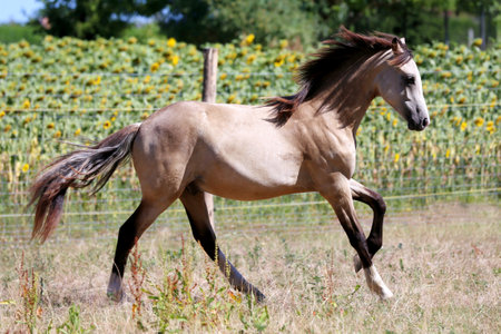 Beautiful foal galloping outdoors in pasture. Young sport stallions galloping on meadow during summer morning agricultural farm sceneの写真素材