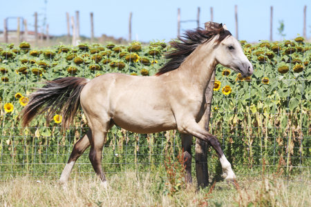 Beautiful foal galloping outdoors in pasture. Young sport stallions galloping on meadow during...