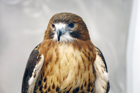 The most common hawk. Portrait of a red-tailed hawk - Buteo jamaicensisの写真素材