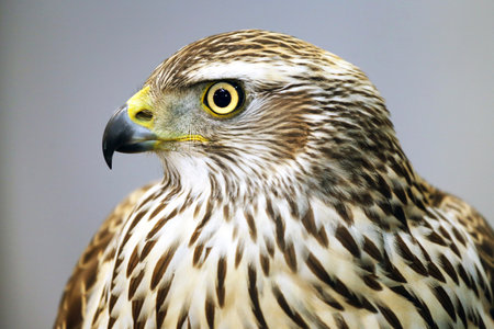 Falco columbarium - Close up of a Merlin Birdの写真素材