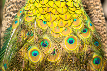 Extreme close up of blue adult peacock tails for mating in spring. Beautiful animal background