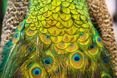 Extreme close up of blue adult peacock tails for mating in spring. Beautiful animal backgroundの写真素材