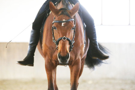Portrait of a young dressage horse during bitless training at rural equitation center in riding hallの写真素材