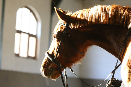 Portrait of a young dressage horse during bitless training at rural equitation center in riding hallの写真素材