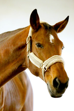 Portrait of a young dressage horse during bitless training at rural equitation center in riding hallの写真素材