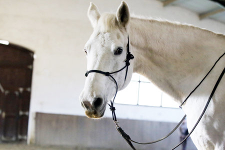 Portrait of a young dressage horse during bitless training at rural equitation center in riding hallの写真素材