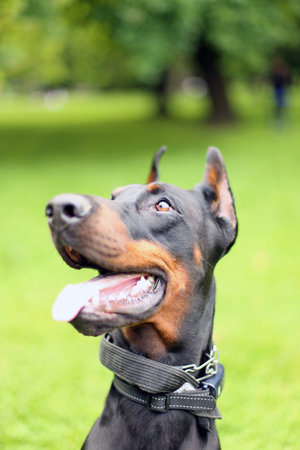 Portrait of beautiful young brown black dobermann pinscher dog with open mouth and standing ears outdoorsの写真素材