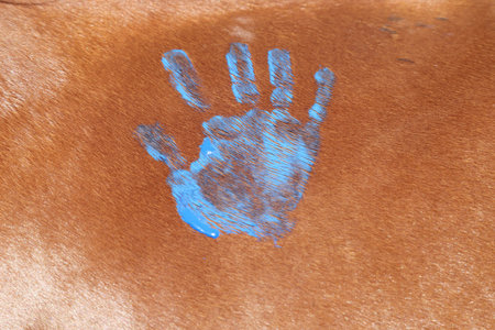 Child's paws on the school horse at the summer children's riding camp outdoors. Equestrian backgroundの写真素材