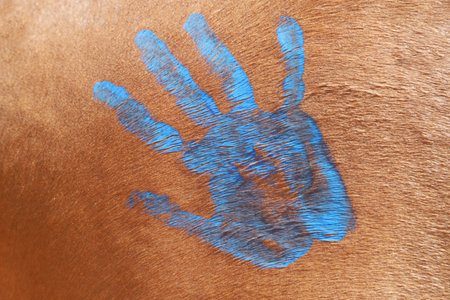 Child's paws on the school horse at the summer children's riding camp outdoors. Equestrian backgroundの写真素材