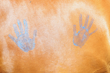Child's paws on the school horse at the summer children's riding camp outdoors. Equestrian backgroundの写真素材