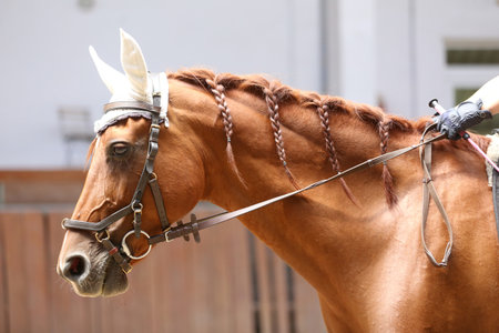 Detail of a saddle horse head closeup portrait in riding school. Closeup portrait of a beautiful school horse. Portrait of a beautiful horse. Image of a horse head detailの写真素材