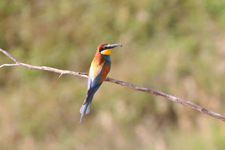 European bee-eater hunting flying insects in natural environment. Birds resting on the tree. Amazing...