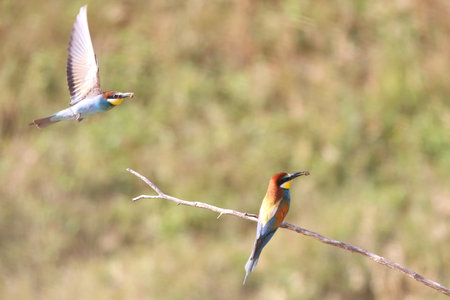 European bee-eater hunting flying insects in natural environment. Birds resting on the tree. Amazing...