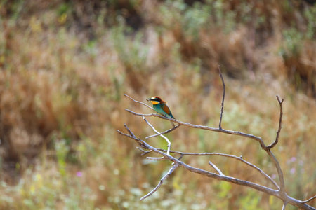 European bee-eater hunting flying insects in natural environment. Birds resting on the tree. Amazing...