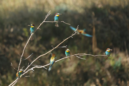 European bee-eater hunting flying insects in natural environment. Birds resting on the tree. Amazing...