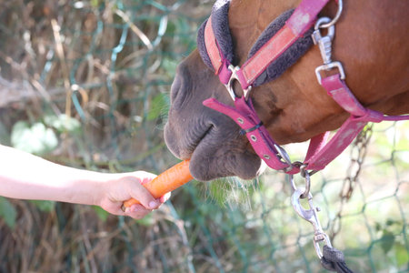 Close-up horsegirl`s hand feeding fresh carrots to young horse at animal farm. Pony eating carrot Close-up of the muzzle. Selective focus shallow depth of field.の写真素材