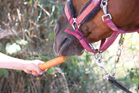 Close-up horsegirl`s hand feeding fresh carrots to young horse at animal farm. Pony eating carrot Close-up of the muzzle. Selective focus shallow depth of field.の写真素材