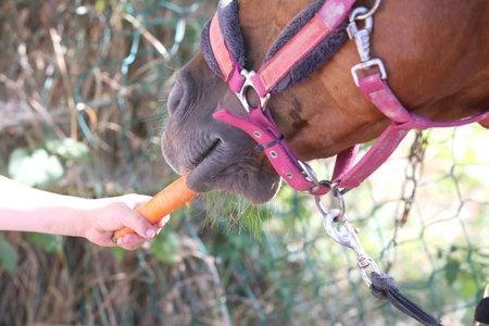 Close-up horsegirl`s hand feeding fresh carrots to young horse at animal farm. Pony eating carrot Close-up of the muzzle. Selective focus shallow depth of field.の写真素材