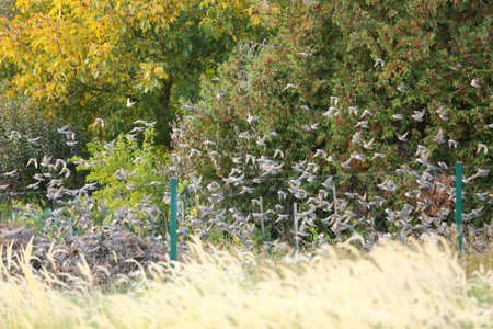 Flock of starlings in flight over a vineyard near Lake Balaton Hungary. Group of starlings flying in...