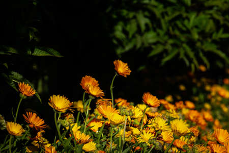 Close up shoot of beautiful Egyptian yellow and orange flowers. The resorts by the Red Sea coast have amazing irrigated gardensの写真素材