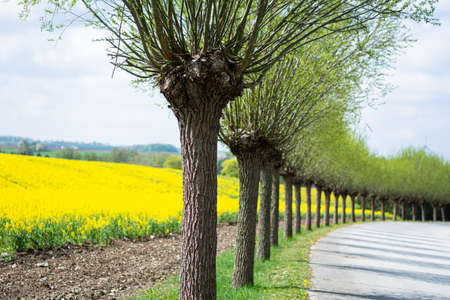 A line of traditional cut willow trees with a bright yellow rapeseed field in the backgroundの写真素材