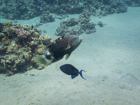 A a fish of the species Chelilinus and a redtoothed triggerfish (Odonus niger). Some other common...