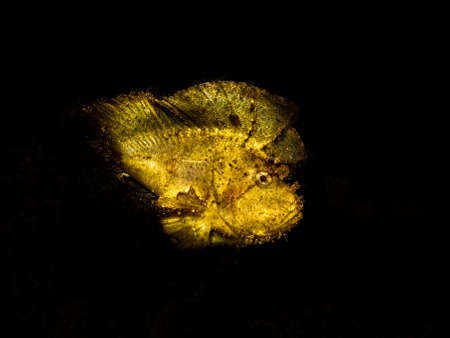 Awesome Leaf scorpionfish (Taenianotus triacanthus) or paperfish shot at a Puerto Galera reef in the...