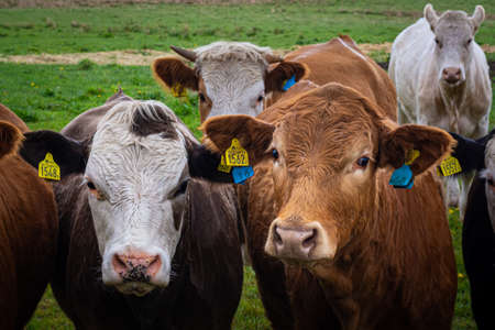 Curious brown and white cows in Scania, Sweden inspect the cameraの写真素材