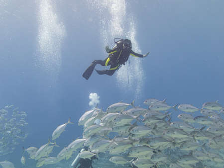 Hurghada, Egypt - November 1, 2016: Scuba divers enjoy diving in a shool of bigeye trevally (Caranx...