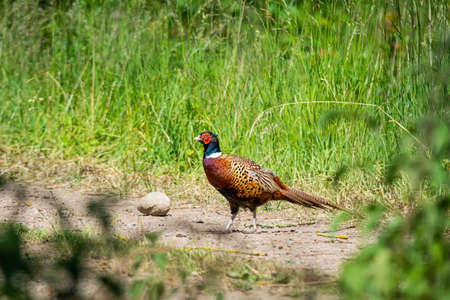 Colourful male Pheasant in red, blue and brown colors. Picture from a forest in Scania, southern...