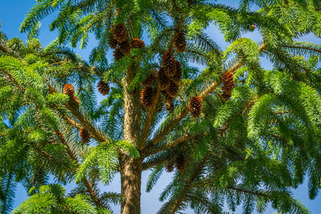 A green pine tree with brown pinecones and a bright blue sky as a background in Scania, southern Swedenの写真素材