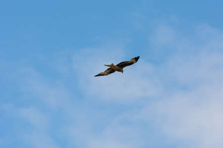 A red kite (Milvus milvus) with a bright blue sky as background. The red kite is a bird of prey in...