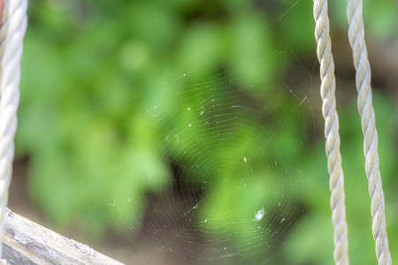 Spider web with blurry green background. Illustration, fresh concept. Can be used as Illustration background, fresh, conceptの写真素材