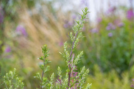 A closeup picture of green and white wildflowers. Blurry green and blue background. Picture from...