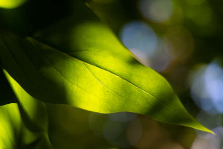 Soft closeup photo of a green leaf. Macro photo with green and blue bokeh background. Illustrationの写真素材