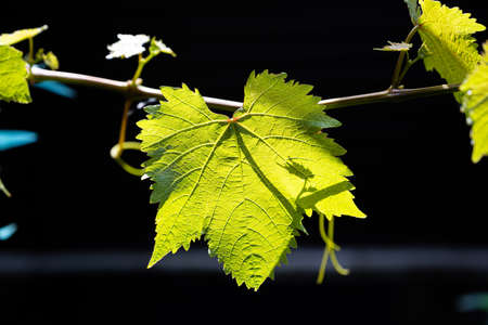 Closeup picture of a bright green backlit leaf on a vine branch. Black background. Macro...