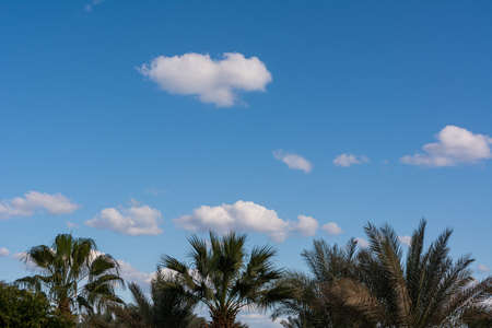 Blue sky with puffy white clouds. Palm trees in the backgroundの写真素材