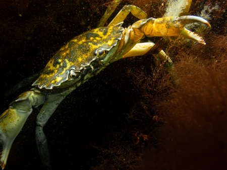 A closeup underwater picture of a crab almost pinching the camera with its huge claw. Picture from Oresund, Malmo in southern Sweden.の写真素材