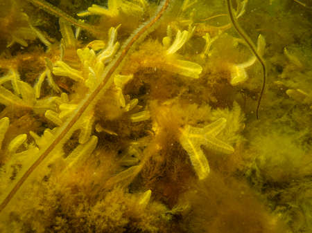 Closeup of Fucus vesiculosus, common names bladderwrack, black tang, rockweed, bladder fucus, sea...