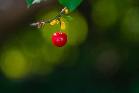Closeup picture of a red cherry hanging from a tree branch. Macro photo with light green background. Bokeh, Illustrationの写真素材