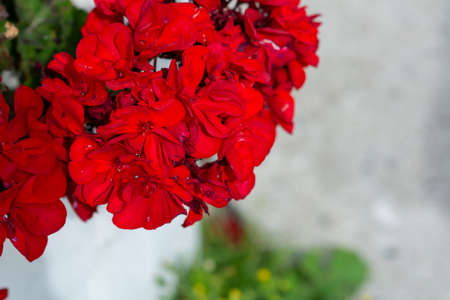 Closeup picture of red flowers with a gray backgroundの写真素材