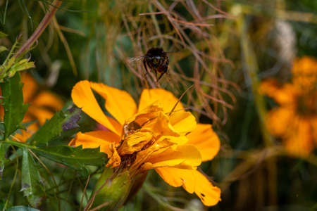 Closeup picture of a bumblebee on a yellow flower. Picture from Copenhagen, the capital of Denmark