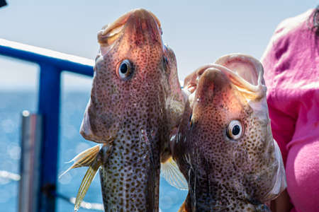 Closeup picture of a fresh catch of codfish. Blue ocean in the background