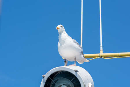 A white seagull sitting on a lamp on a fishing boat. Clear blue sky in the backgroundの写真素材