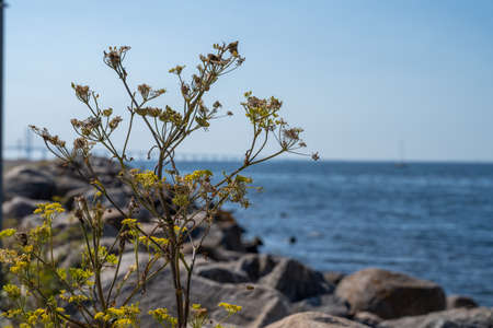 A closeup picture of a yellow wildflower. Gray boulders and blue ocean and blue sky in the...